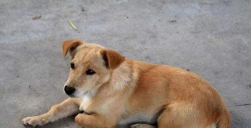 中华田园犬的饲养秘籍