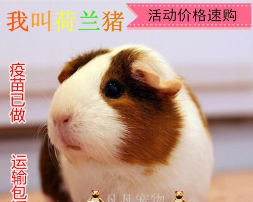 秘鲁缎毛天竺鼠的饲养方法（如何养护健康的可爱宠物天竺鼠）