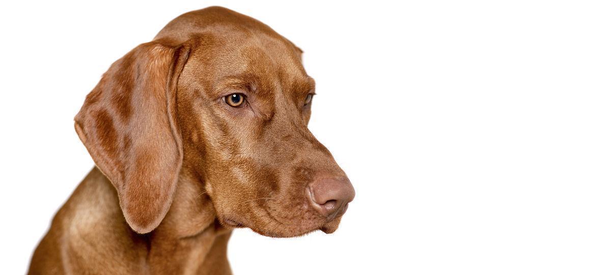马扎尔犬的饲养方法详解（宠物爱好者必知的马扎尔犬饲养秘籍）