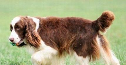 如何养好英国史宾格猎犬（掌握这些技巧，让你的犬只更健康、更快乐、更优秀）