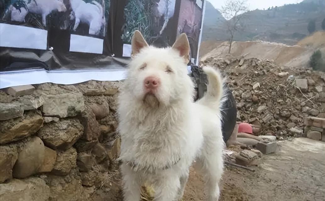 下司犬的饲养指南（养一只忠诚可爱的下司犬，享受幸福生活）