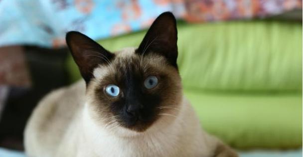电烫卷猫的饲养方法（如何照顾你的电烫卷猫）