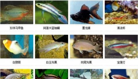如何饲养大斑马鱼（掌握正确的饲养方法，让大斑马鱼健康成长）