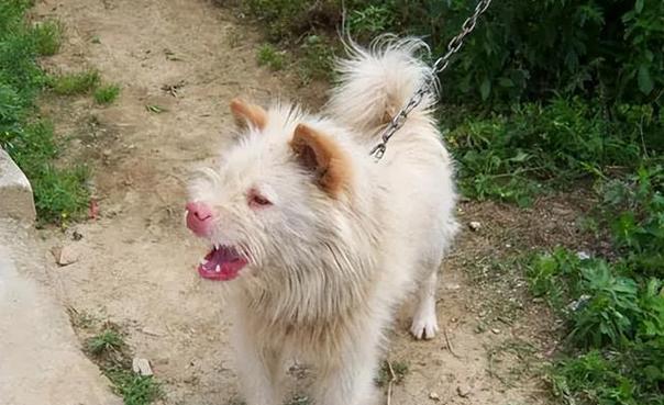 下司犬饲养方法详解（做好这些，让下司犬健康快乐生活）