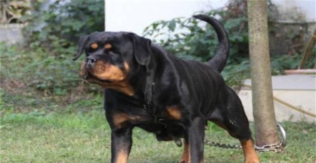 洛威拿犬的饲养方法（详细介绍如何饲养洛威拿犬）