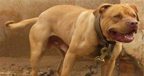 惠比特犬的饲养方法（让你的惠比特犬健康成长的秘诀）