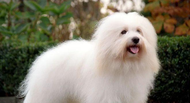 棉花面纱犬的饲养方法（如何打理你的棉花面纱犬）