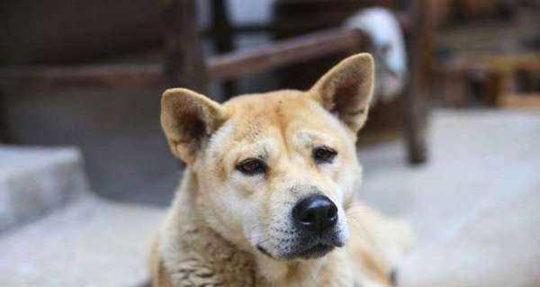 养护中华田园犬的必要知识（了解养犬小技巧，营造美好生活）