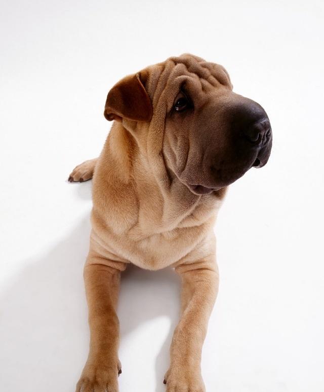 马扎尔犬的饲养指南（了解马扎尔犬的性格特点，打造健康快乐的宠物生活）