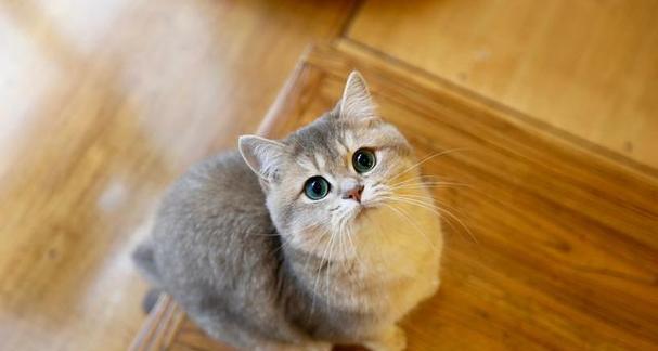 苏格兰折耳猫的饲养方法（打造健康、快乐的猫咪生活）