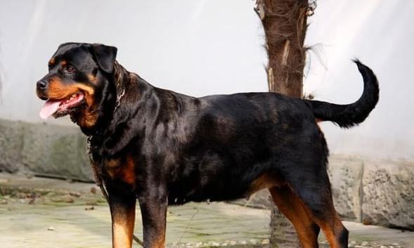 如何正确饲养洛威拿犬？（科学方法让你的洛威拿犬更健康、更快乐）