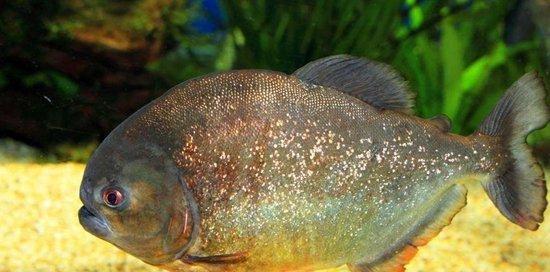 食人鲳鱼的饲养全攻略（打造水族箱中的顶级海洋生物，让食人鲳鱼成为你的骄傲）