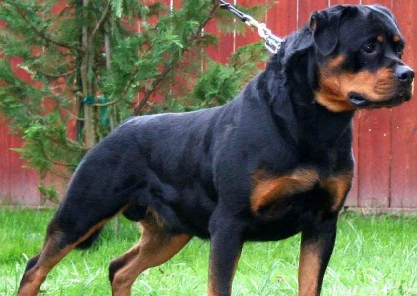 洛威拿犬的饲养方法（了解洛威拿犬，让你的爱宠健康成长）