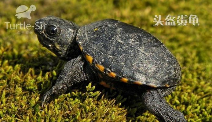 欧洲泽龟的饲养方法（养护小窍门让欧洲泽龟健康快乐）