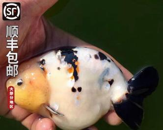 花兰寿的饲养方法（打造健康活泼的萌宠生活）