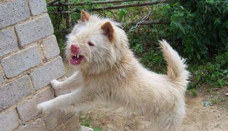 下司犬的饲养指南（了解这一品种的特点，让你的宠物更健康快乐）