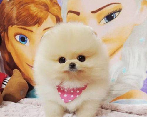 如何处理博美幼犬眼睛周围的肉粒？（博美幼犬眼睛周围的肉粒该怎么办？）