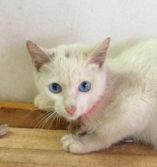 猫咪的成长——一个月多大（猫咪在一个月内的生活与发展）