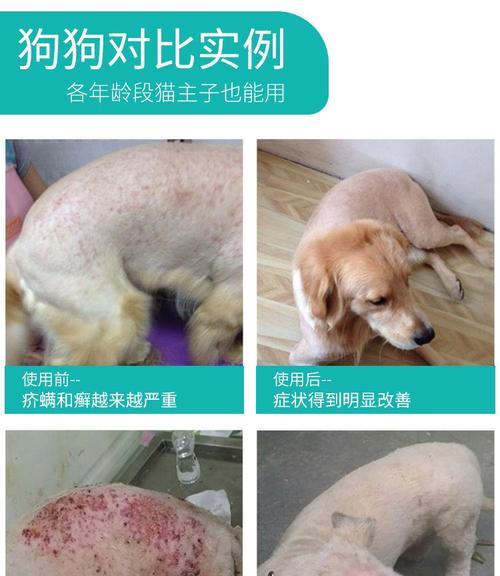 宠物狗狗得了皮癣该怎么办？（皮肤病的预防与治疗/宠物狗狗的健康保障）