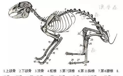 穴兔饲养全攻略（科学养殖，健康快乐；五大关键诀窍让你的穴兔不再丢失）