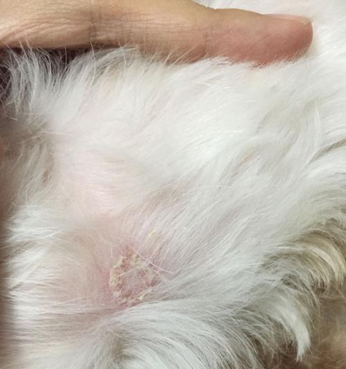 狗狗过敏的症状（宠物过敏原因、鉴别方法及处理方法）