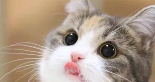 如何护理有哮喘的猫（宠物哮喘的防治与护理）
