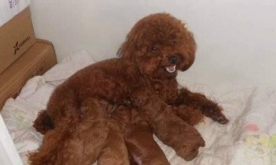 狗狗产后缺钙如何预防（宠物狗母犬缺钙的原因与解决方案）