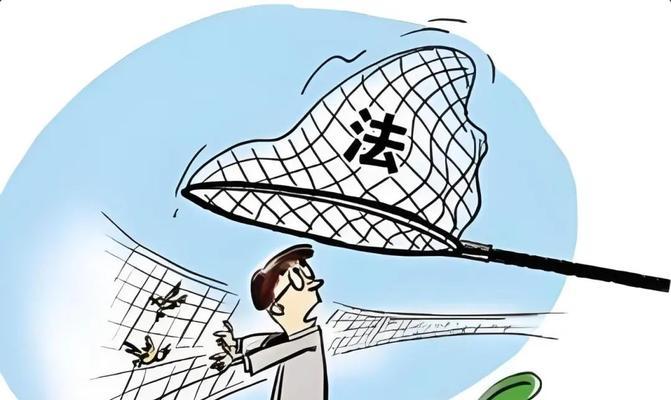 北朱雀饲养方法详解（打造理想的北朱雀饲养环境）