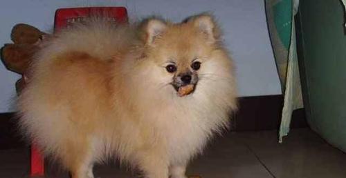 如何科学饲养丝毛梗——快速成为爱犬专家（从营养、运动到训练全面解析，打造健康快乐的宠物生活）