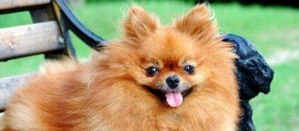 如何正确饲养德国狐狸犬（关注营养与训练，让爱宠健康成长）