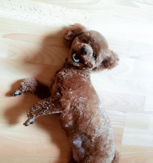 如何为贵宾犬修毛？（全面指南教你正确修剪贵宾犬毛发，让它们更健康美丽！）