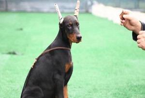 杜宾犬幼犬的养护指南（以宠物为主的实用养护经验）