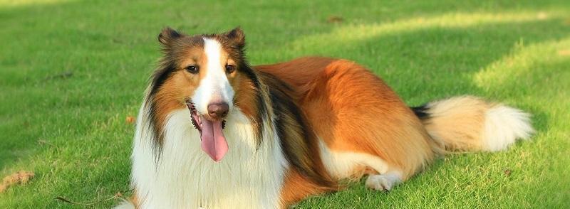 苏牧犬的饲养方法（让你的苏牧犬健康成长）