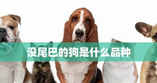 揭秘狗狗疫苗的误区（让你的爱宠远离疾病，正确理解狗狗疫苗）