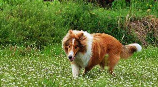 苏牧犬的全面饲养指南（如何养一只健康快乐的苏牧犬）