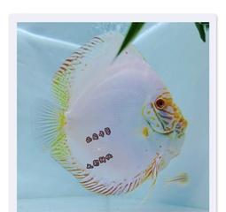 中白蝴蝶鱼的饲养方法（打造完美宠物水族箱，享受缤纷水下生活）