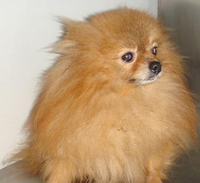 如何养好你的德国狐狸犬