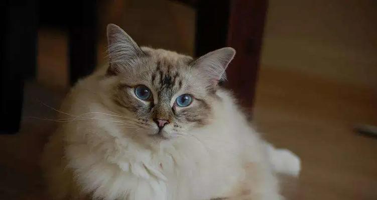 西伯利亚森林猫的饲养指南（打造舒适的家居环境，关注猫咪的健康和情感需求）