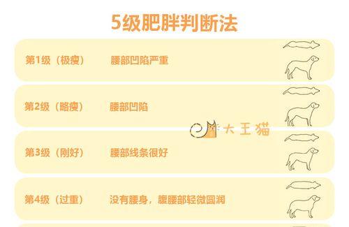 新英格兰棉尾兔的饲养方法（了解这些要点让你成为一位优秀的兔友）
