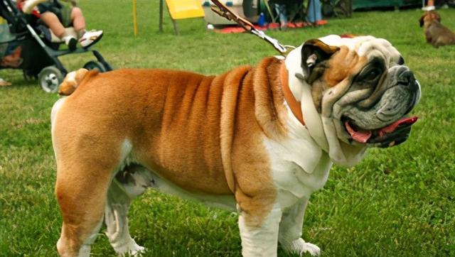 掌握芬兰猎犬的饲养方法（了解芬兰猎犬的特点及饲养技巧）