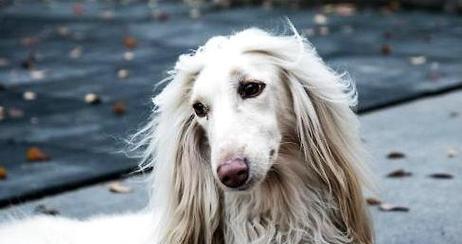 如何正确饲养阿富汗猎犬？（掌握这些方法，让你的宠物更健康快乐）