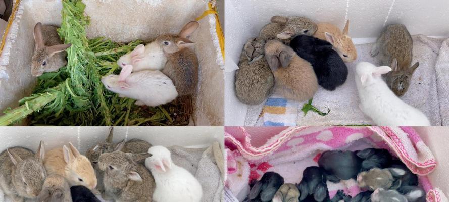 如何饲养小兔猼（宠物兔的最佳选择，从饲养到训练全面指南）