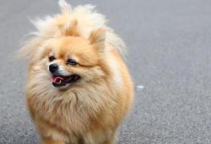 了解德国狐狸犬的特点与需求，让它健康快乐成长（了解德国狐狸犬的特点与需求，让它健康快乐成长）