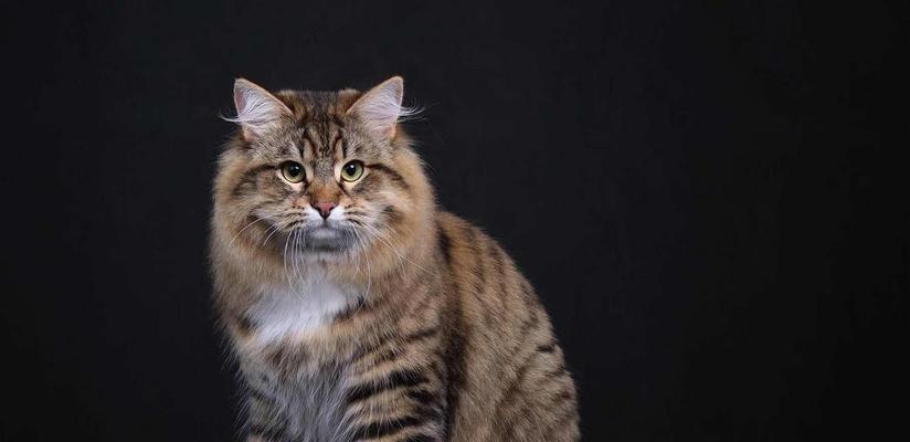 西伯利亚森林猫的饲养方法（让你的猫咪健康快乐生活）