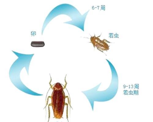 芒鼠的饲养方法（如何合理养殖芒鼠，让其健康成长）