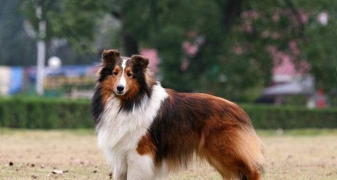如何科学养护苏牧犬（苏牧犬的特点与饲养技巧）
