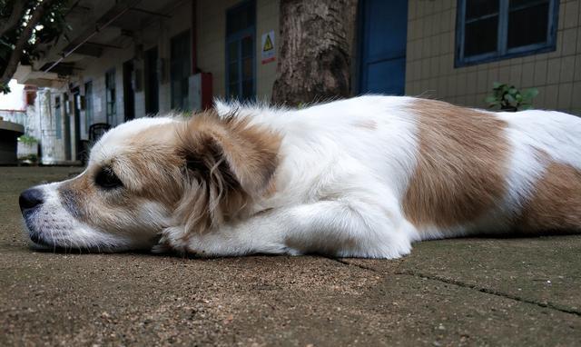 打造健康活泼的杜宾幼犬（以日常管理为主，让爱宠快乐成长）