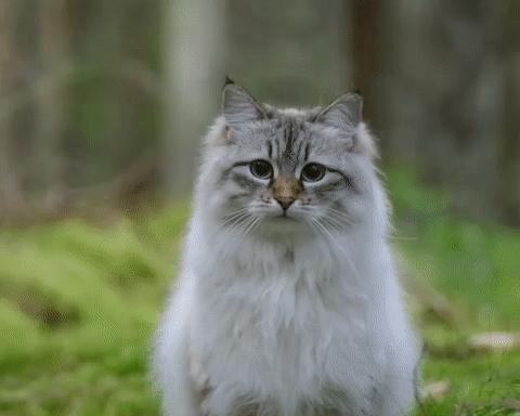 如何正确饲养西伯利亚森林猫（了解西伯利亚森林猫的特点，打造理想的饲养环境）