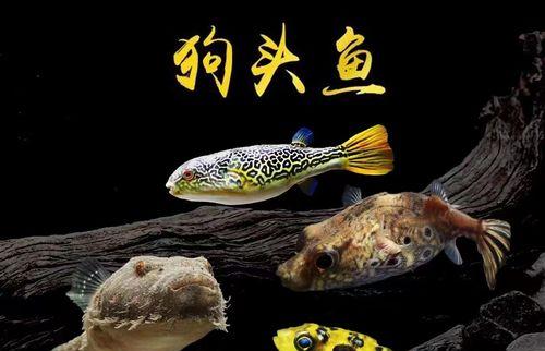 木瓜鱼饲养指南（宠物养殖，以木瓜鱼为例）