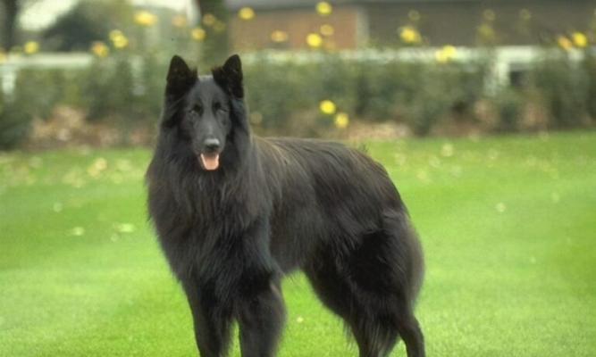 苏牧犬的饲养方法（打造健康快乐的苏牧犬生活）